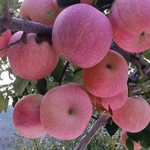 高山寒富苹果高山红富士苹果价格质量保证量大从优