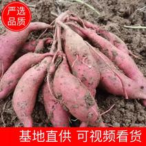 湖北济薯产地直发，一手货源，品质保证，供应全国市场批发商