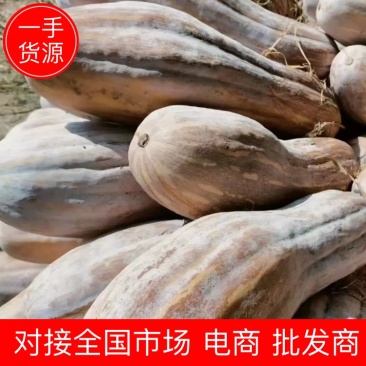 密本南瓜产地直发量大从优，质量三包诚信经营