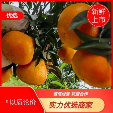 【四川蒲江耙耙柑】大量新鲜上市，产地直发对接全国电商批发