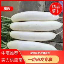 贵州萝卜品质保证诚信经营欢迎联系接商超市场电商