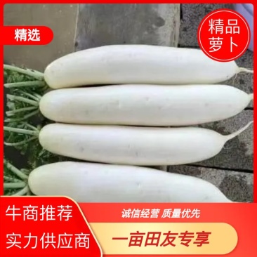 贵州萝卜品质保证诚信经营欢迎联系接商超市场电商