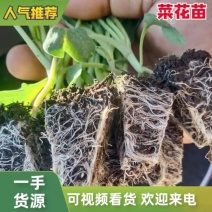 包邮菜花苗可预订现苗批发整车发货包售后基地直发