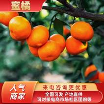 【蜜橘】精品柑橘蜜橘重庆长寿区发货一手货源价格