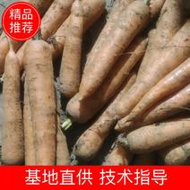 产地新鲜红萝卜，大量上市，价格支持电商，市场，各种包装