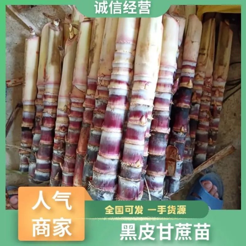 甘蔗苗甘蔗种苗黑皮甘蔗种苗甘蔗种子黄金甘蔗种苗