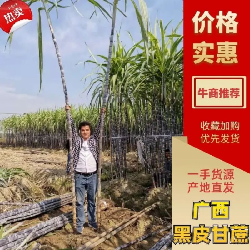 甘蔗批发黑皮甘蔗基地广西甘蔗大量上市质量保证一手货源