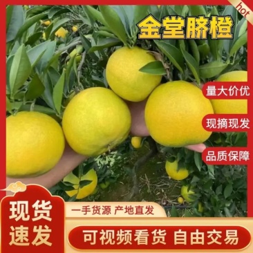 四川金堂脐橙，产地供货，量大价优，欢迎联系