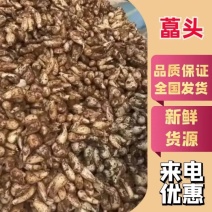 碑格珍珠玉藠头，产地货源，品质保证欢迎各地老板来电洽谈