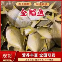 广东金鲳鱼品质保证诚信经营欢迎接商超市场电商