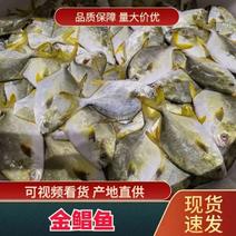 广东金鲳鱼品质保证诚信经营欢迎接商超市场电商