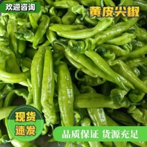 黄皮尖椒电商货，福建诏安基地新鲜直发量大！一手货源，优惠
