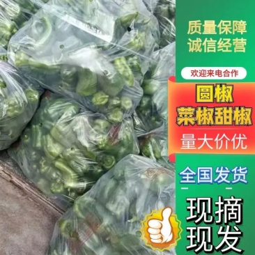 电商货圆椒菜椒甜椒级次椒大量出货价格优惠市场商超电商