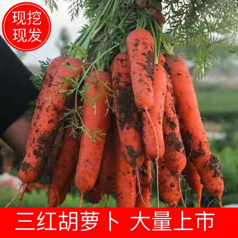 【胡萝卜】精品三红胡萝卜山东潍坊青州市大量供应现挖现发