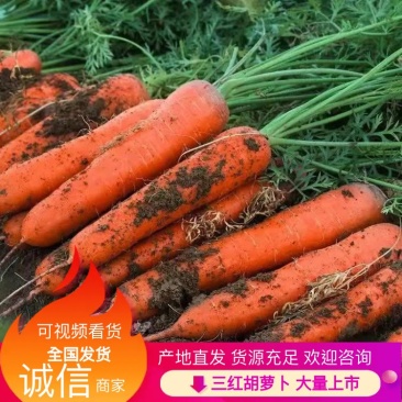 三红胡萝卜山东胡萝卜产地直发对接全国市场闪闪商超