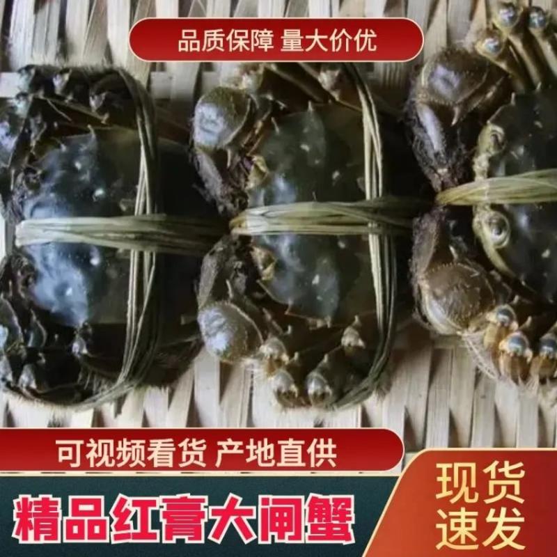 【河蟹】精品红膏大闸蟹，鲜活保障，多规格全国发货