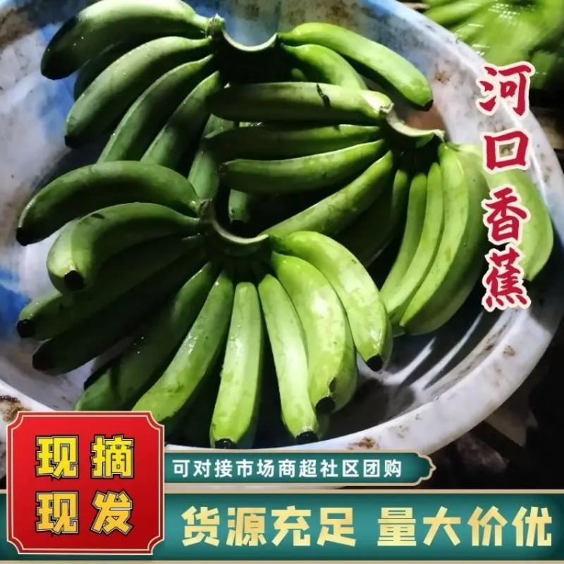 云南河口香蕉大量上市来电优惠果园直发售后保障