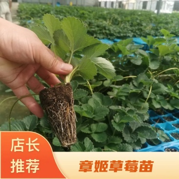 草莓苗章姬草莓苗基地实拍欢迎选购
