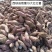 西峡县打粉术商薯19红薯，丘陵地带，出粉高欢迎来电