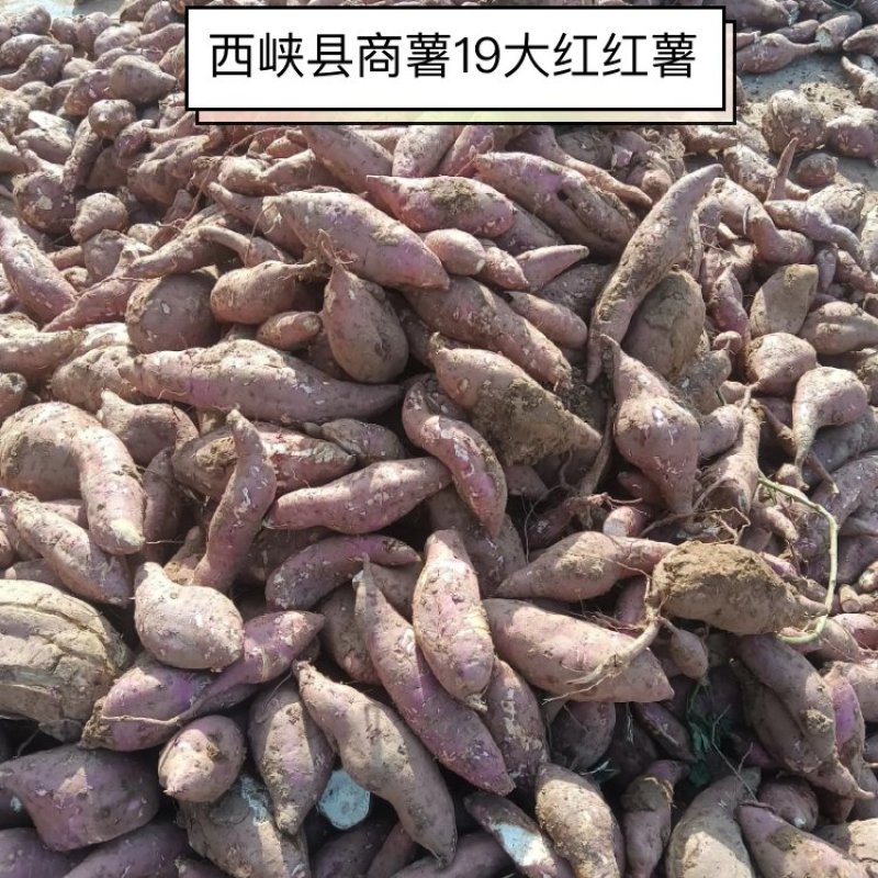 西峡县打粉术商薯19红薯，丘陵地带，出粉高欢迎来电