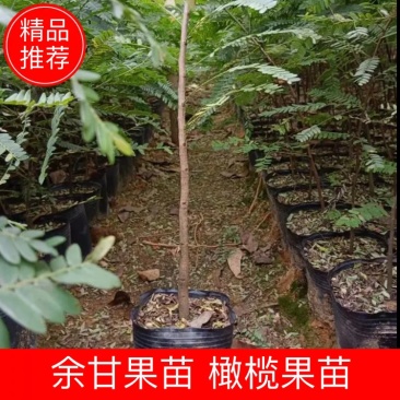 余甘果苗，橄榄果苗，大肉甜余甘果苗