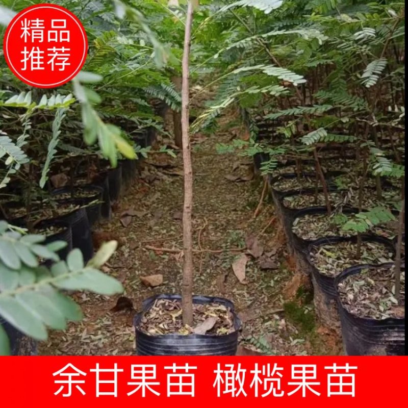 余甘果苗，橄榄果苗，大肉甜余甘果苗
