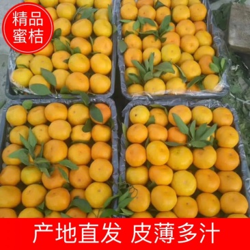 【湖北柑桔】精品早熟蜜橘皮薄汁多入口化渣量大从优