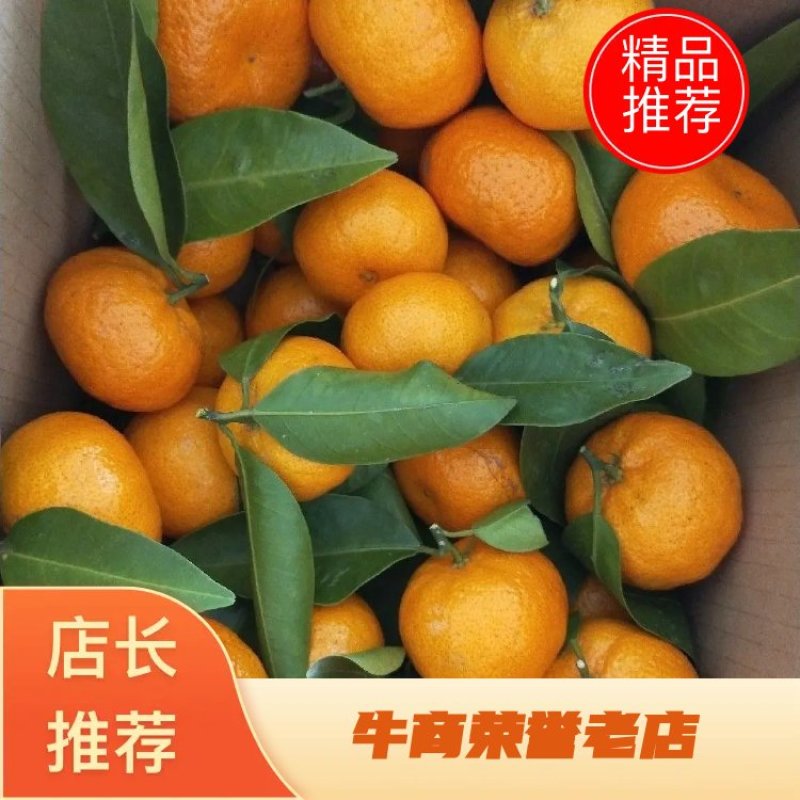 【推荐】高山蜜橘，大量上市中，有需要的老板欢迎前来实地采