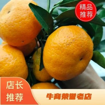 广西金秋砂糖橘大量上市中，欢迎全国各地新老客户前来实地考察