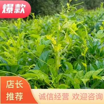 【热】湖南湘西永顺高山莓茶藤茶散装袋装礼盒优质