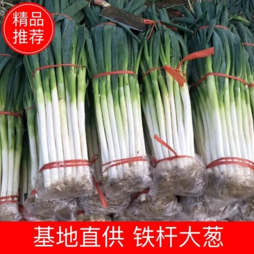 铁杆大葱，净葱，铁杆产地一手货，对接电商团购