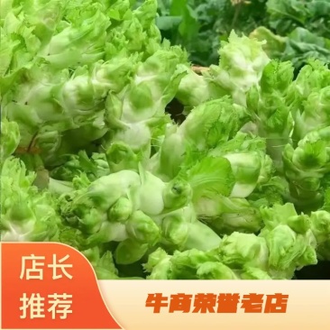 安徽砀山儿菜大量现货，新鲜产地直发，货源充足，量大优惠
