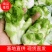 精品儿菜大量上市产地直发质量保障对接电商超市等