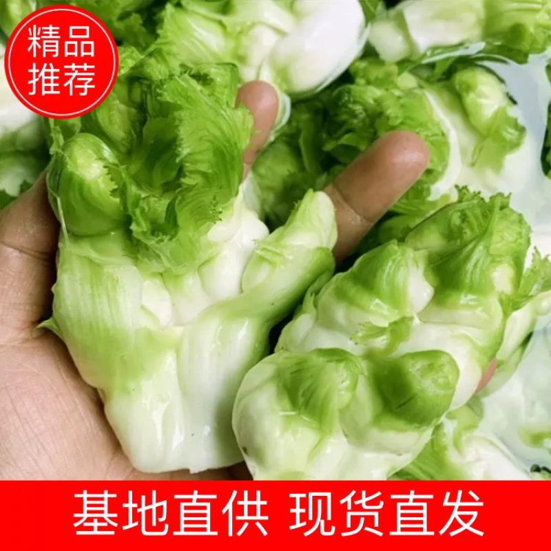精品儿菜大量上市产地直发质量保障对接电商超市等