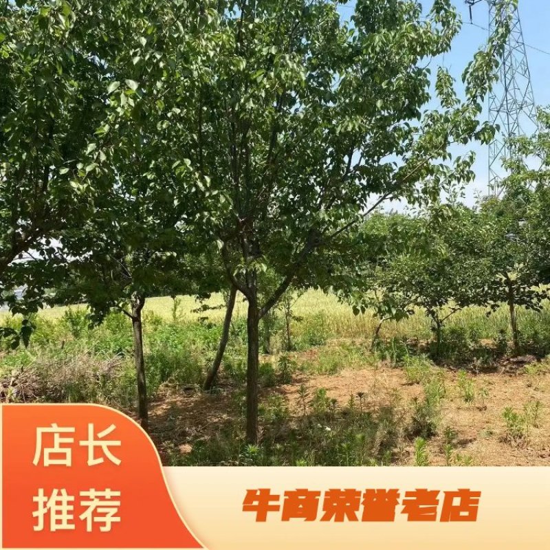 【杏树】产地直发，一手货源保证质量，欢迎进店咨询