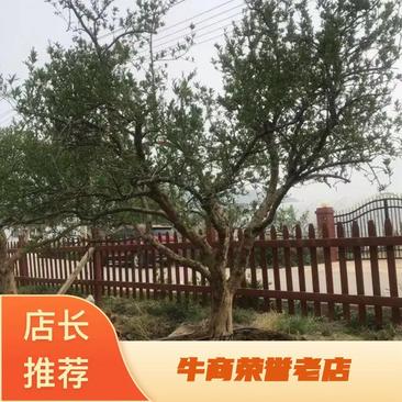 山东石榴树粗树20价格美丽一手货源产地直发，欢迎进店采购