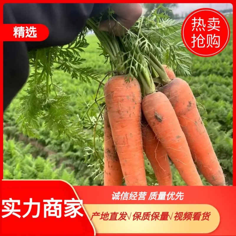 宿州胡萝卜精品现货货源，可对接商超可视频看货