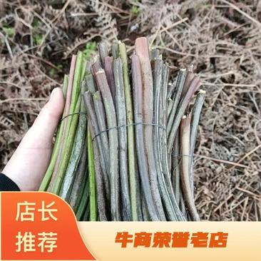 重庆高山蕨菜物美价廉一手货源产地直发欢迎电联