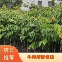 广西容县四季杨桃稼接苗成活率高产地直发欢迎老板电联
