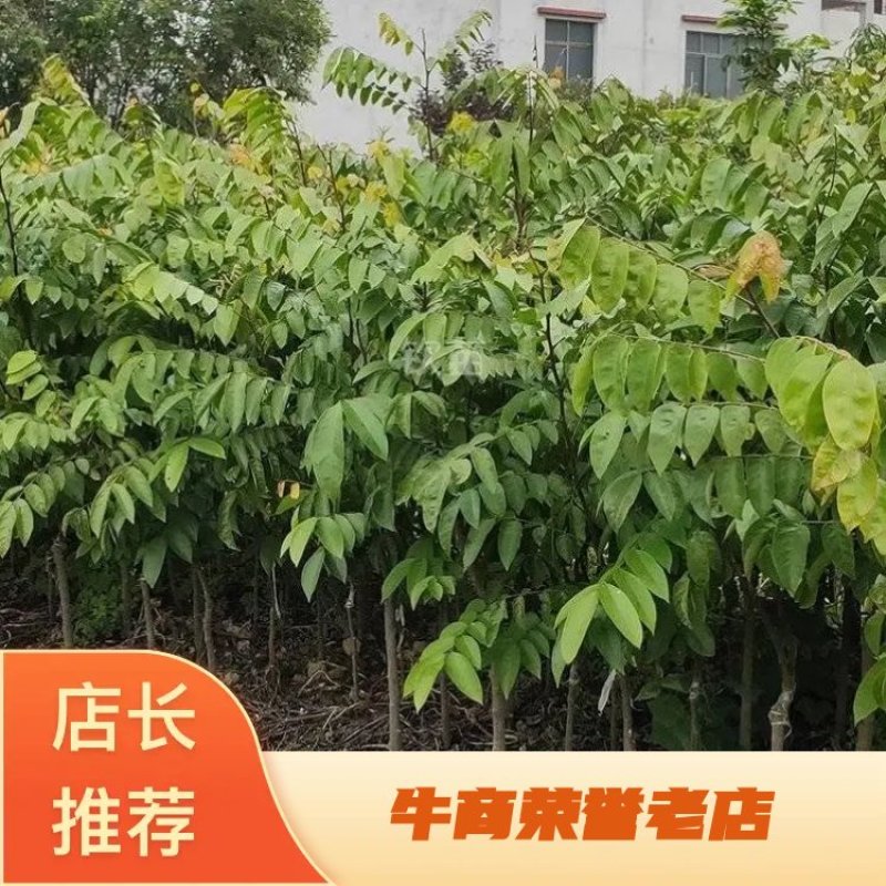 广西容县四季杨桃稼接苗成活率高产地直发欢迎老板电联