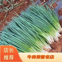 【来电咨询有】云南卢西小葱香味浓郁种植基地大量供应