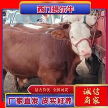 西门塔尔牛毕节发货肉牛育肥牛600斤高品质包疫苗包售后
