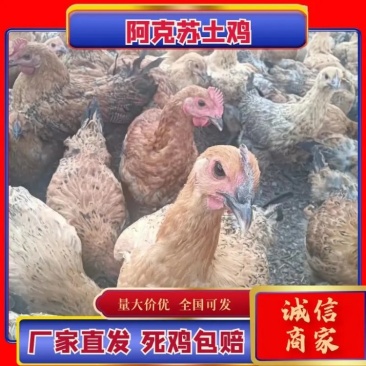 散养鸡新疆土鸡散养7个月以上肉质好包售后来电订货