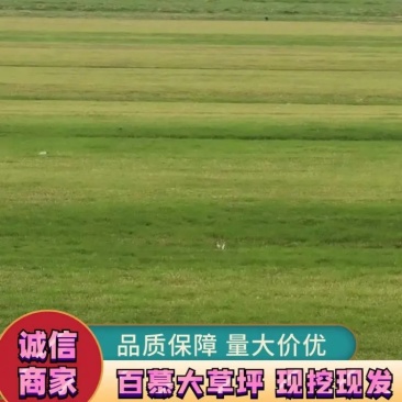 精品百慕大草坪草地被草坪土坪沙坪一手货源保质保量欢迎选购