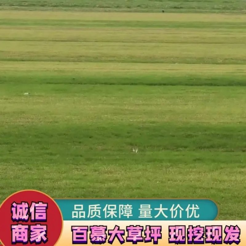 精品百慕大草坪草地被草坪土坪沙坪一手货源保质保量欢迎选购