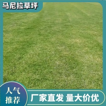 苏州马尼拉草坪小区公园高速公路质量保证对接全国欢迎订购
