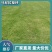 苏州马尼拉草坪小区公园高速公路质量保证对接全国欢迎订购