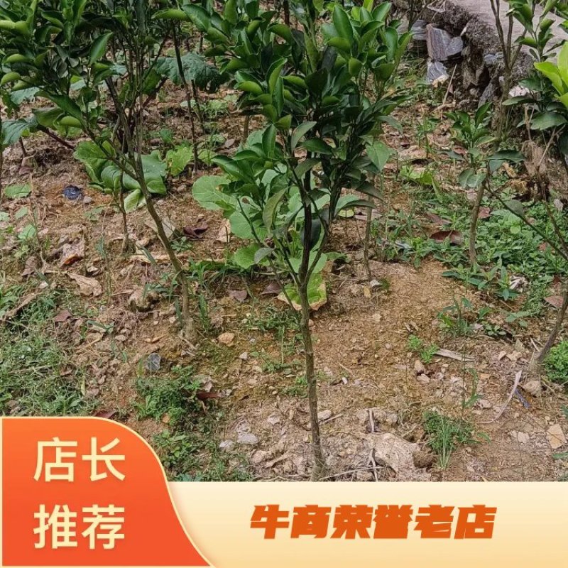 移植的黄金贡柚苗，带土球，成活率高，易挂果，庭院均可栽种