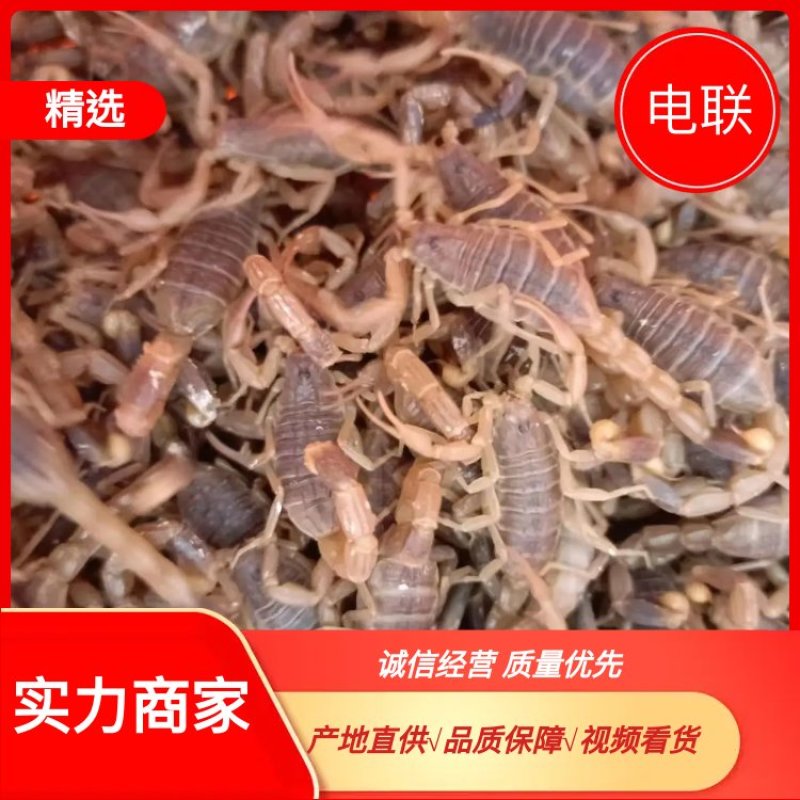 山东/青岛活蝎子，常年随时有货，全国发货，一件代发
