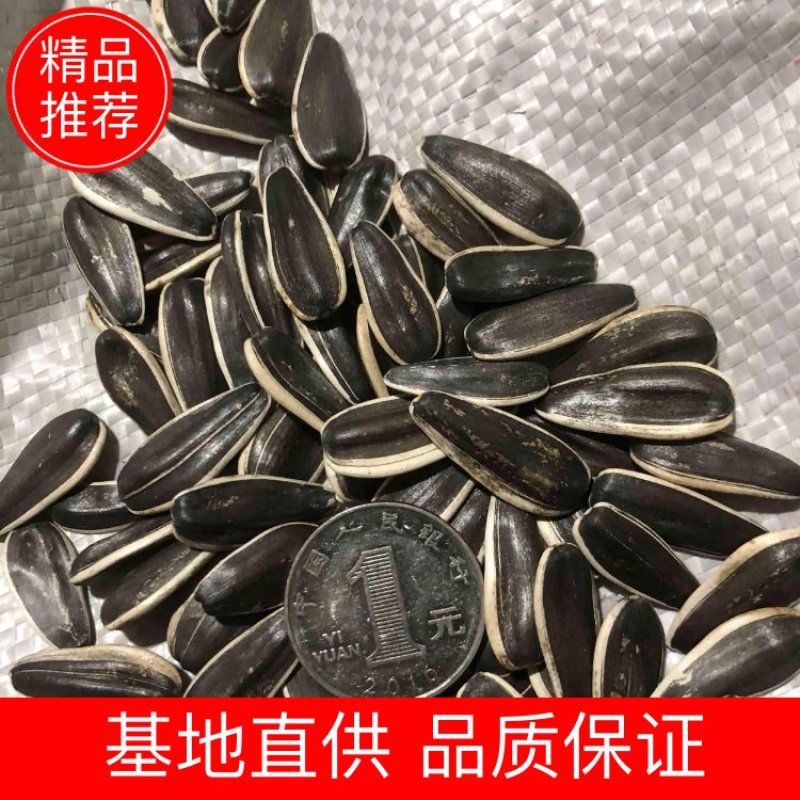 精品363，千粒220，无坏籽，臭籽，干度好